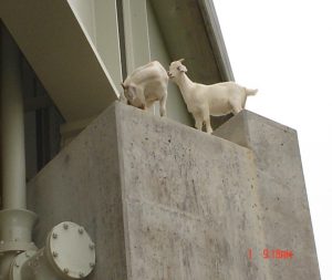 3b-goat-on-bridge-02